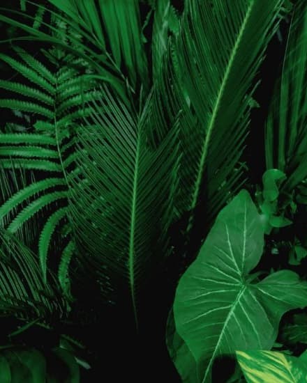 Tropical foliage and layered greenery within a premium residential landscape in Kharadi